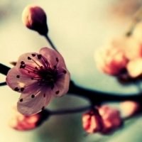 微信头像梅花图片下载