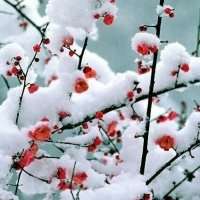 微信头像梅花图片下载