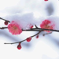 微信头像梅花图片下载