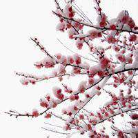 微信头像梅花图片下载