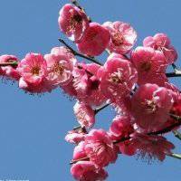 微信头像梅花图片下载