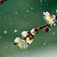 微信头像梅花图片下载