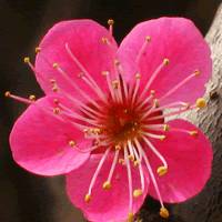 微信头像梅花图片下载