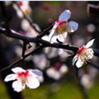 微信头像梅花图片下载