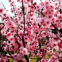 微信头像梅花图片下载