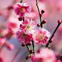 微信头像梅花图片下载