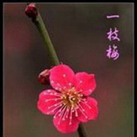 微信头像梅花图片下载