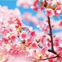 微信头像梅花图片下载