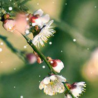 微信头像梅花图片下载