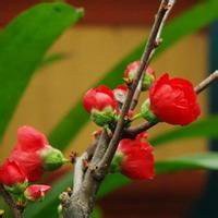 微信头像梅花图片下载