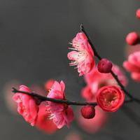 微信头像梅花图片下载