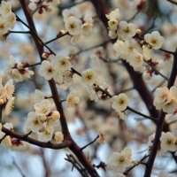 微信头像梅花图片下载