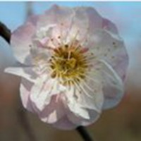 微信头像梅花图片下载