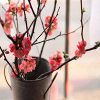 微信头像梅花图片下载