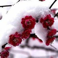 微信头像梅花图片下载