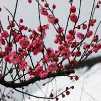 2017最新微信头像梅花图片大全