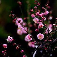 2017最新微信头像梅花图片大全