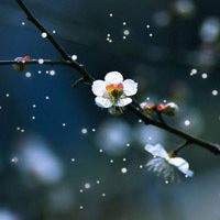 2017最新微信头像梅花图片大全