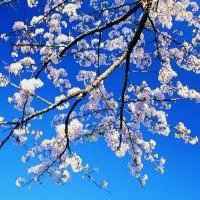 2017最新微信头像梅花图片大全