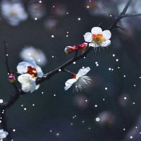 2017最新微信头像梅花图片大全