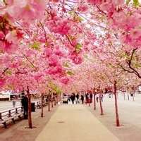 2017最新微信头像梅花图片大全