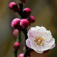 2017最新微信头像梅花图片大全