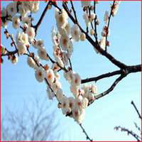 2017最新微信头像梅花图片大全