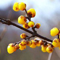 2017最新微信头像梅花图片大全