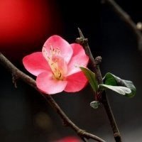 2017最新微信头像梅花图片大全