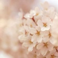 2017最新微信头像梅花图片大全