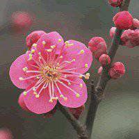 2017最新微信头像梅花图片大全