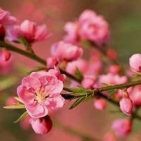 2017最新微信头像梅花图片大全