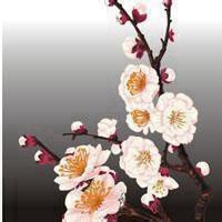 2017最新微信头像梅花图片大全