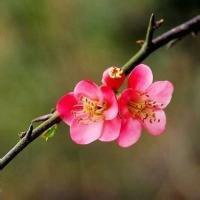 2017最新微信头像梅花图片大全