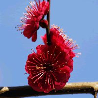 2017最新微信头像梅花图片大全