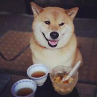 秋田犬头像搞笑