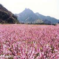 唯美桃花图片微信头像