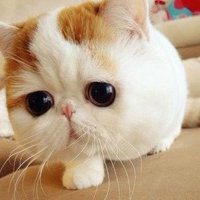 会闪动的微信头像