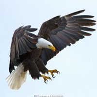 空中飞行的老鹰微信头像