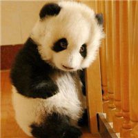 熊猫微信头像