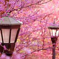 微信头像樱花浪漫美景