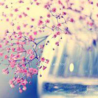 微信头像樱花浪漫美景