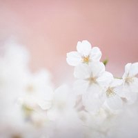 微信头像樱花浪漫美景