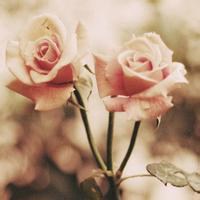 微信最浪漫的头像