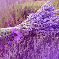 微信浪漫头像图片大全