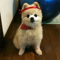 微信头像萌宠可爱