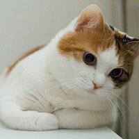 微信头像萌宠可爱