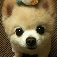 汪汪头像
