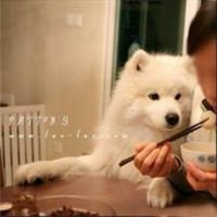 汪汪头像