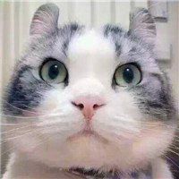 萌老虎微信头像